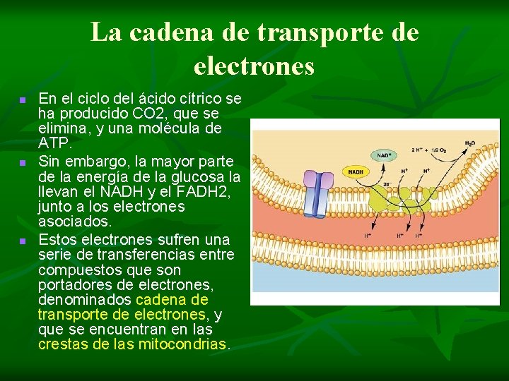 La cadena de transporte de electrones n n n En el ciclo del ácido