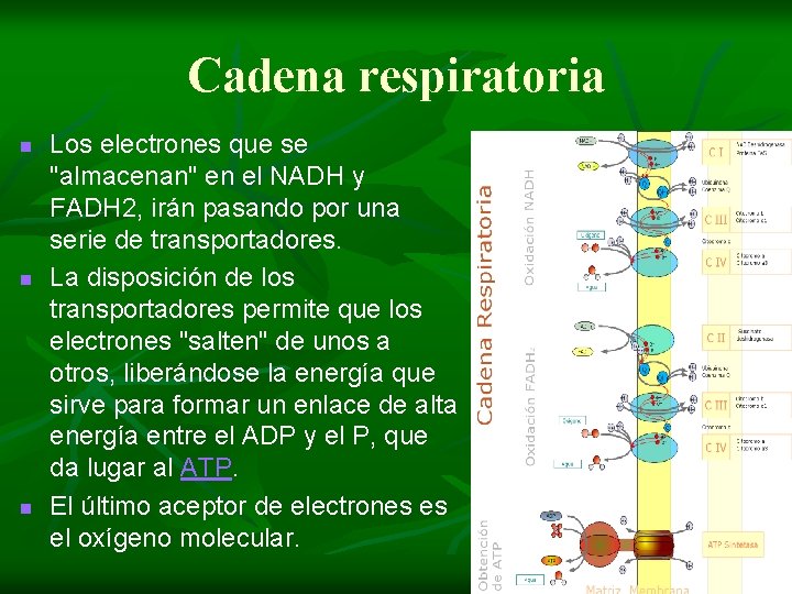 Cadena respiratoria n n n Los electrones que se "almacenan" en el NADH y
