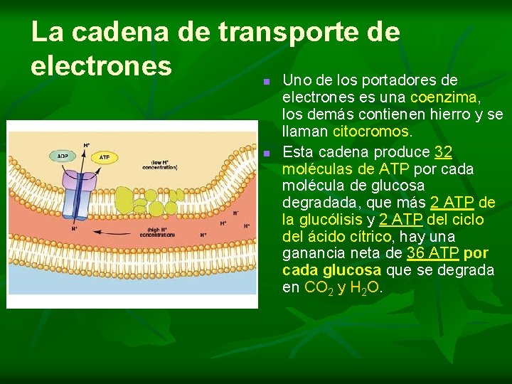 La cadena de transporte de electrones Uno de los portadores de n n electrones