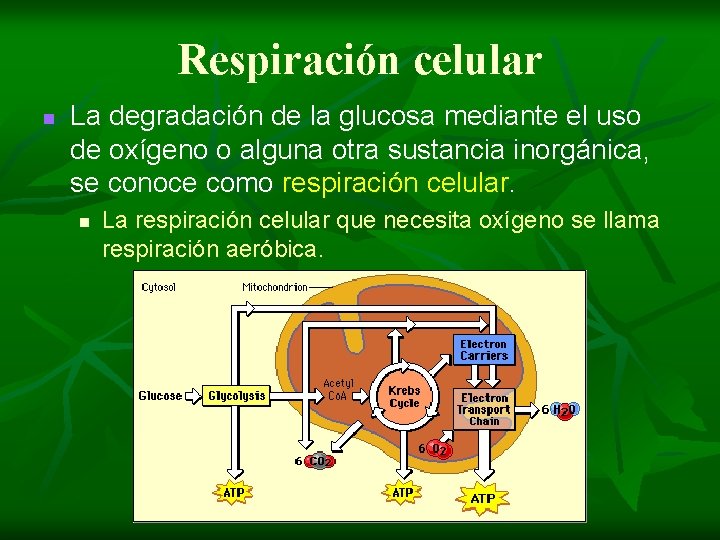 Respiración celular n La degradación de la glucosa mediante el uso de oxígeno o
