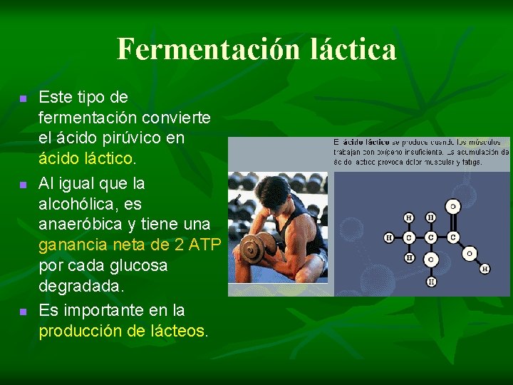 Fermentación láctica n n n Este tipo de fermentación convierte el ácido pirúvico en