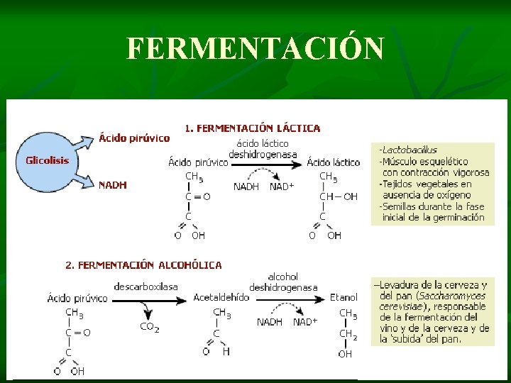 FERMENTACIÓN 