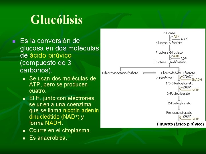 Glucólisis n Es la conversión de glucosa en dos moléculas de ácido pirúvico (compuesto