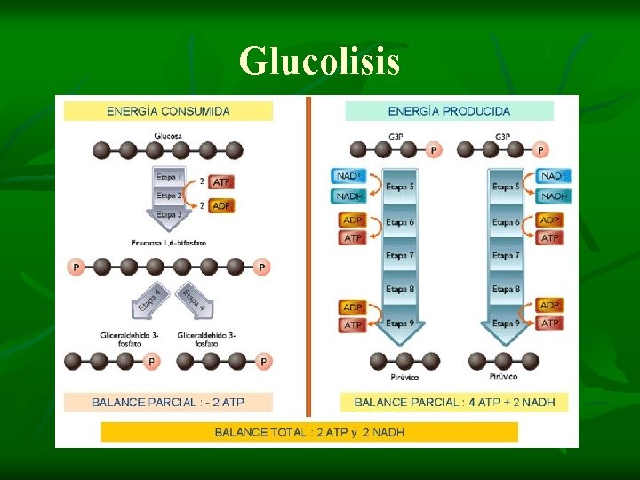 Glucolisis 