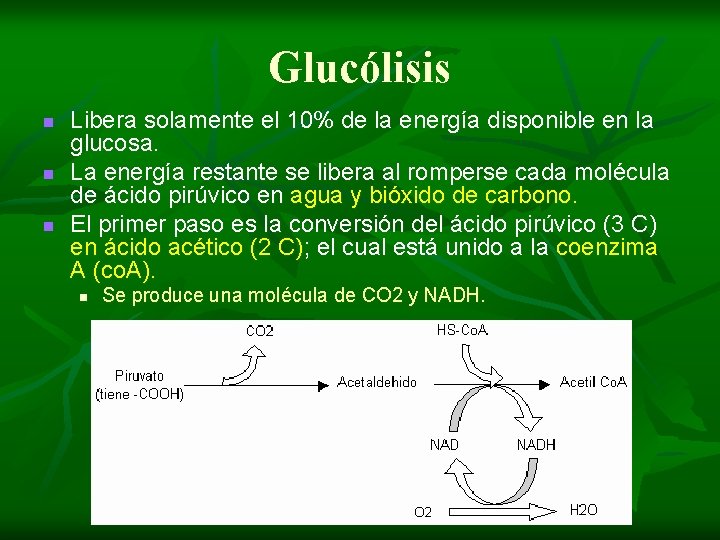 Glucólisis n n n Libera solamente el 10% de la energía disponible en la