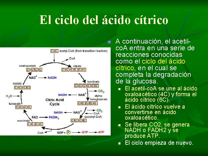 El ciclo del ácido cítrico n A continuación, el acetilco. A entra en una