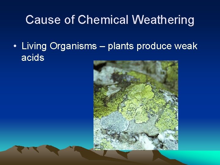 Cause of Chemical Weathering • Living Organisms – plants produce weak acids 