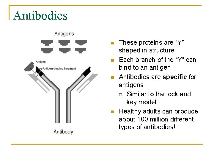 Antibodies n n These proteins are “Y” shaped in structure Each branch of the