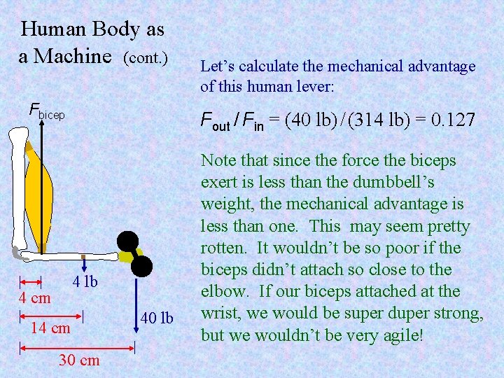 Human Body as a Machine (cont. ) Fbicep Fout / Fin = (40 lb)