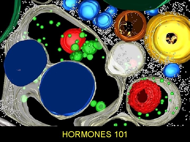 HORMONES 101 