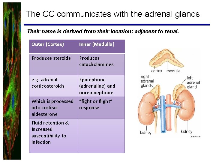 The CC communicates with the adrenal glands Their name is derived from their location: