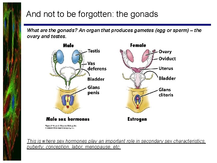 And not to be forgotten: the gonads What are the gonads? An organ that