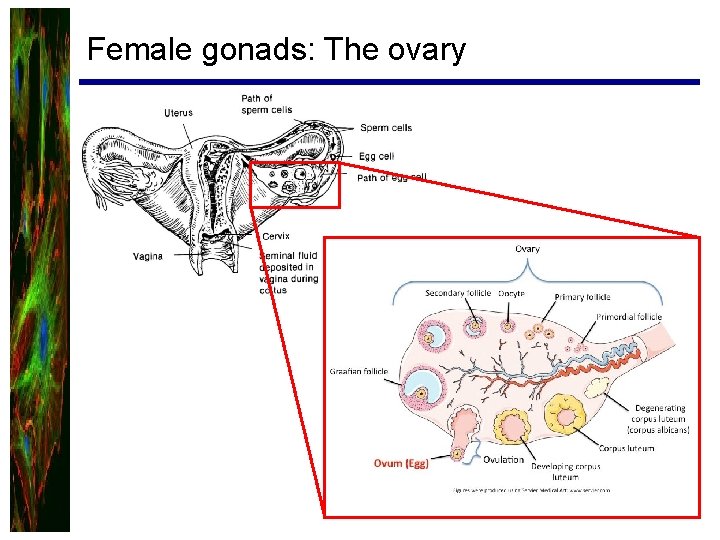 Female gonads: The ovary 