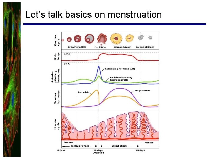 Let’s talk basics on menstruation 