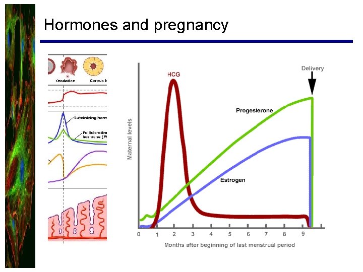 Hormones and pregnancy 