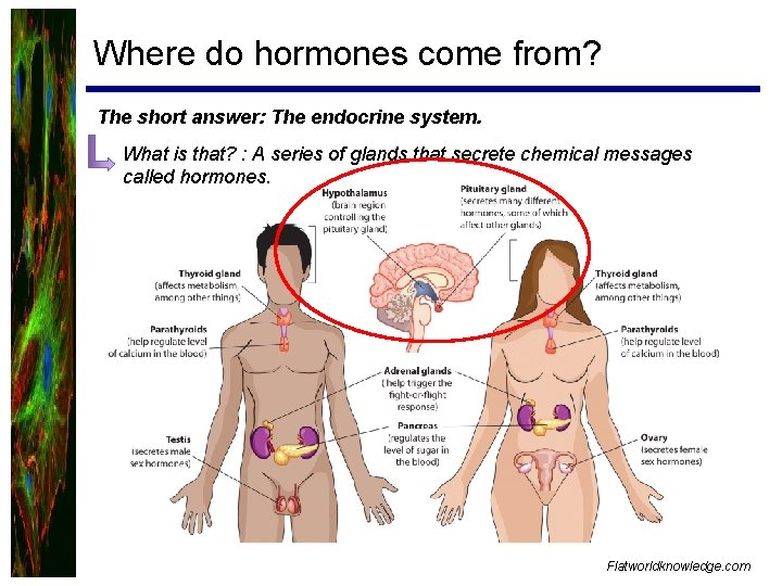 Where do hormones come from? The short answer: The endocrine system. What is that?