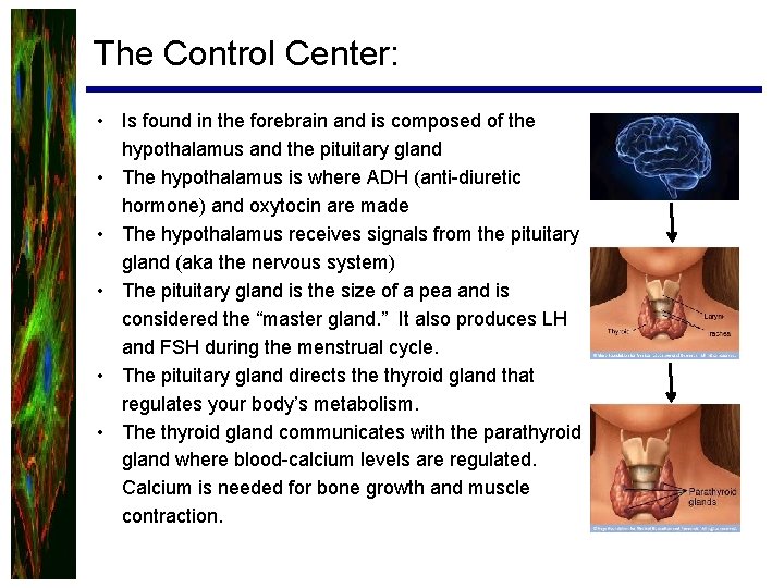 The Control Center: • Is found in the forebrain and is composed of the