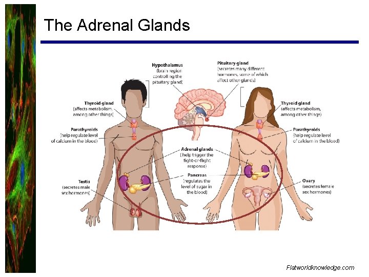 The Adrenal Glands Flatworldknowledge. com 