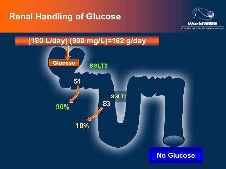Renal Handling of Glucose (180 L/day) (900 mg/L)=162 g/day Glucose SGLT 2 S 1