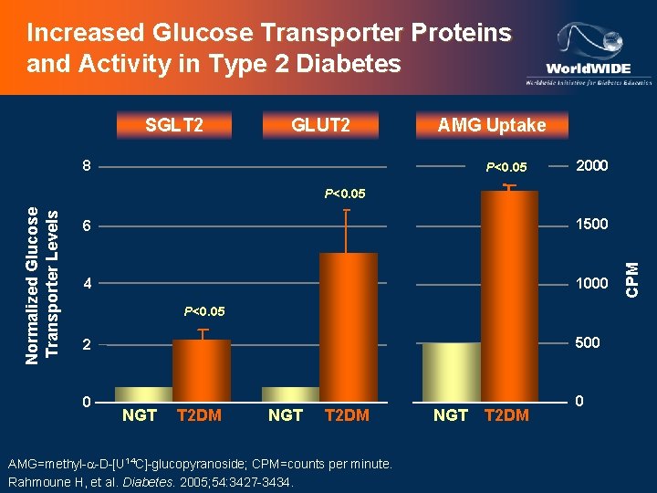 Increased Glucose Transporter Proteins and Activity in Type 2 Diabetes SGLT 2 GLUT 2