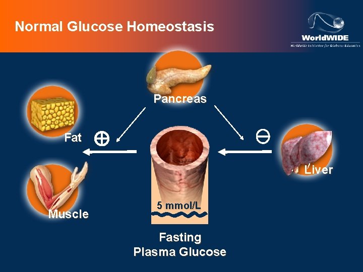 Normal Glucose Homeostasis Pancreas Fat Liver Muscle 5 mmol/L Fasting Plasma Glucose 