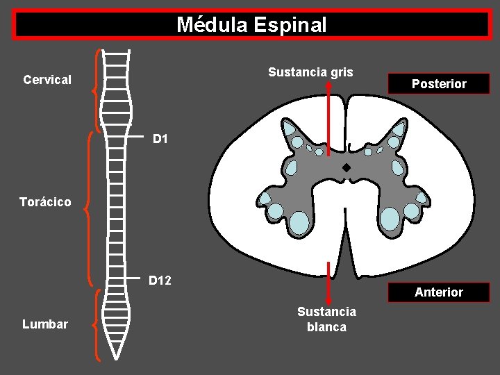 Médula Espinal Sustancia gris Cervical Posterior D 1 Torácico D 12 Lumbar Anterior Sustancia