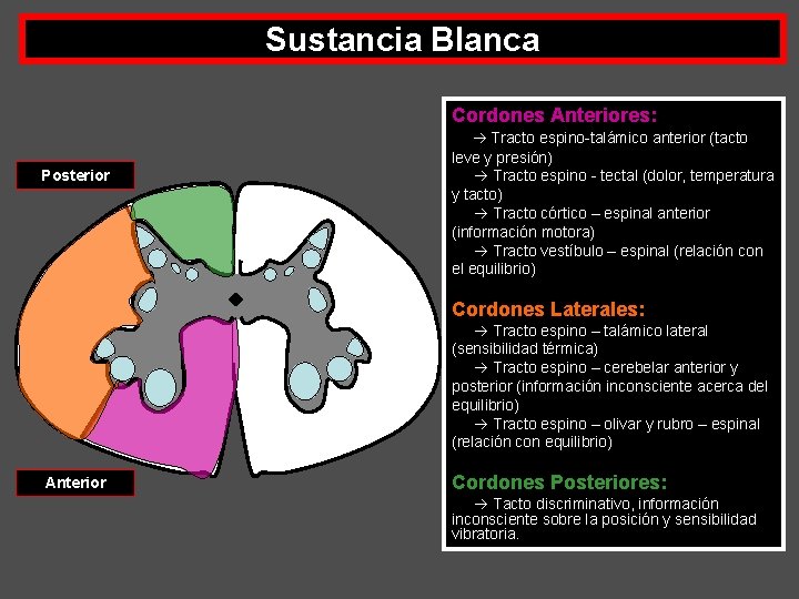 Sustancia Blanca Cordones Anteriores: Posterior Tracto espino-talámico anterior (tacto leve y presión) Tracto espino