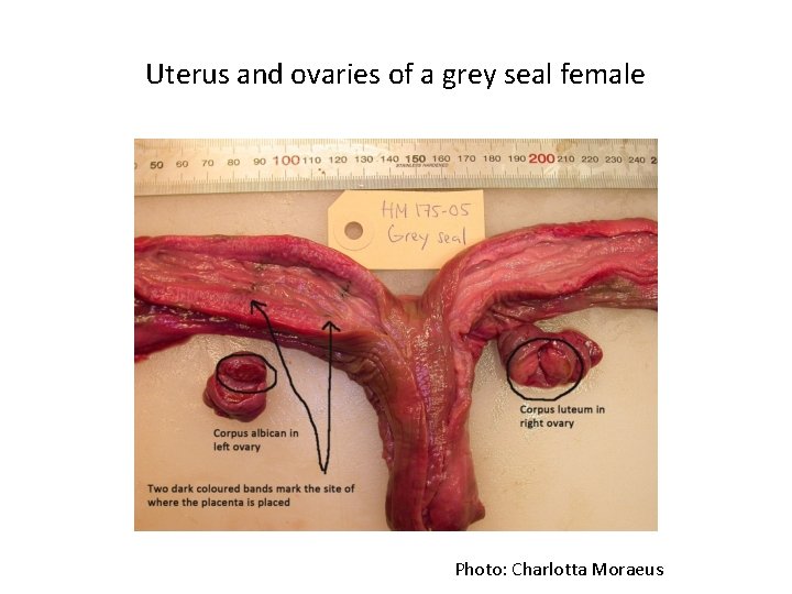 Uterus and ovaries of a grey seal female Photo: Charlotta Moraeus 