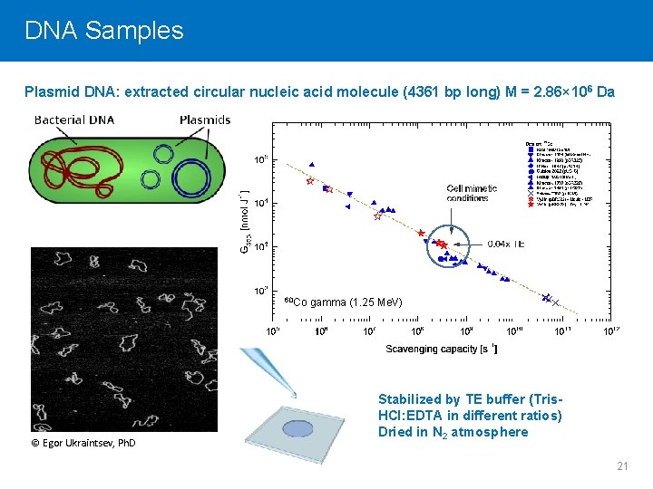 DNA Click Samples to edit Master title style Plasmid DNA: extracted circular nucleic acid