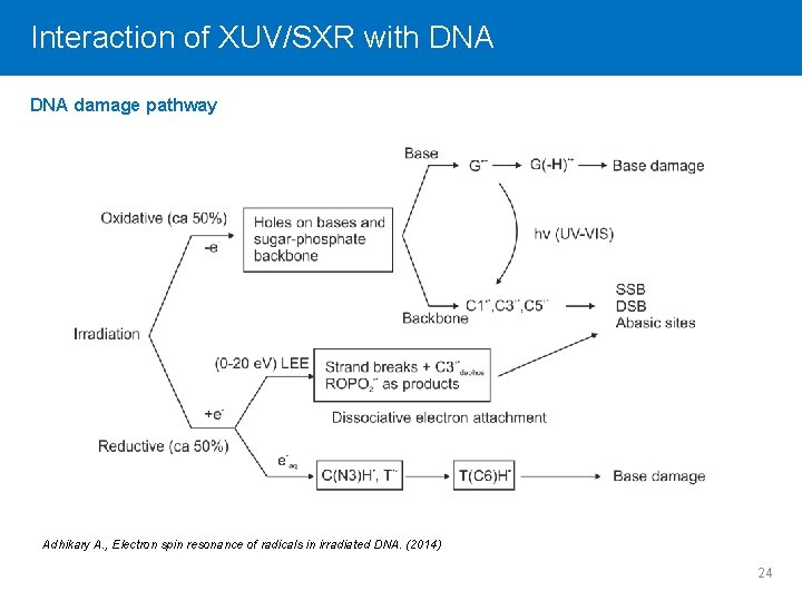 Interaction Click to editof. Master XUV/SXR title style with DNA damage pathway Adhikary A.