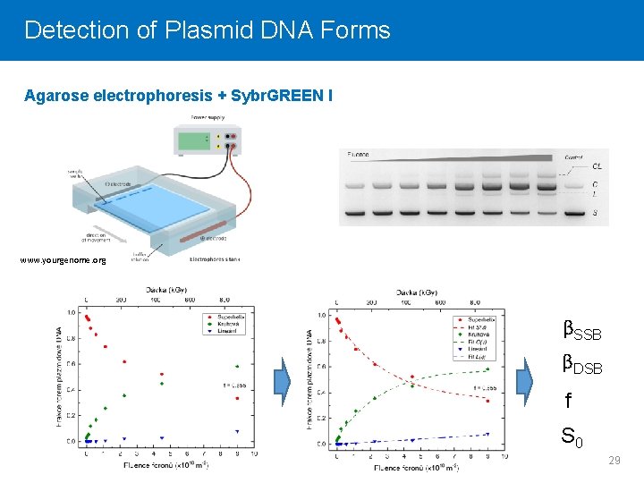 Detection Click to edit of Master Plasmidtitle DNA style Forms Agarose electrophoresis + Sybr.