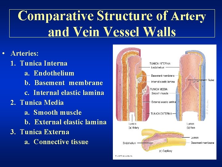 Comparative Structure of Artery and Vein Vessel Walls • Arteries: 1. Tunica Interna a.