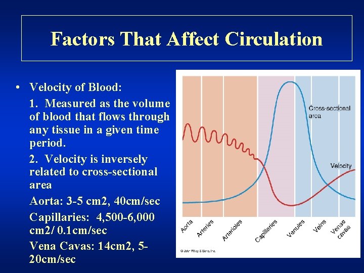 Factors That Affect Circulation • Velocity of Blood: 1. Measured as the volume of