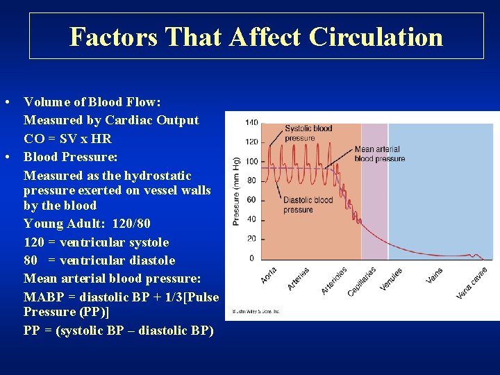 Factors That Affect Circulation • Volume of Blood Flow: Measured by Cardiac Output CO