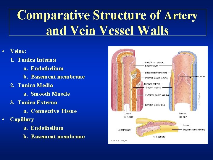 Comparative Structure of Artery and Vein Vessel Walls • Veins: 1. Tunica Interna a.