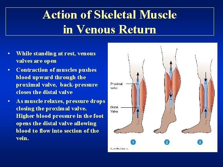 Action of Skeletal Muscle in Venous Return • While standing at rest, venous valves