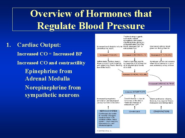 Overview of Hormones that Regulate Blood Pressure 1. Cardiac Output: Increased CO = Increased