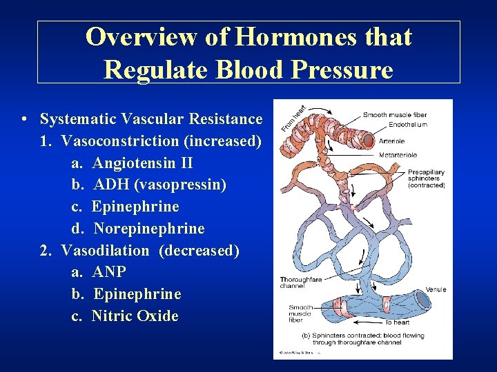 Overview of Hormones that Regulate Blood Pressure • Systematic Vascular Resistance 1. Vasoconstriction (increased)