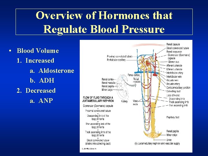 Overview of Hormones that Regulate Blood Pressure • Blood Volume 1. Increased a. Aldosterone