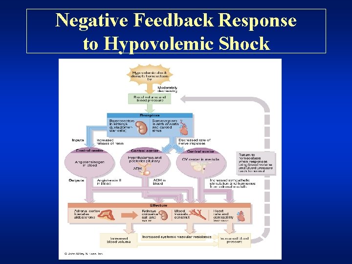 Negative Feedback Response to Hypovolemic Shock 
