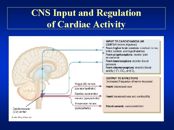 CNS Input and Regulation of Cardiac Activity 