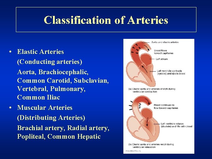 Classification of Arteries • Elastic Arteries (Conducting arteries) Aorta, Brachiocephalic, Common Carotid, Subclavian, Vertebral,