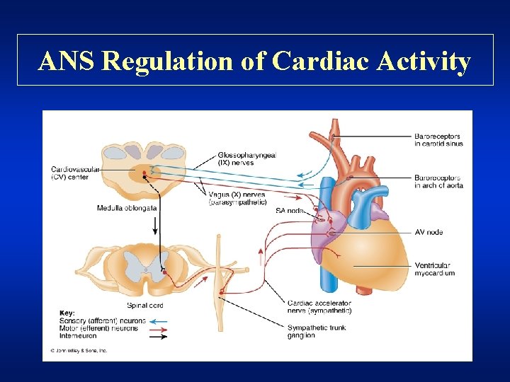 ANS Regulation of Cardiac Activity 