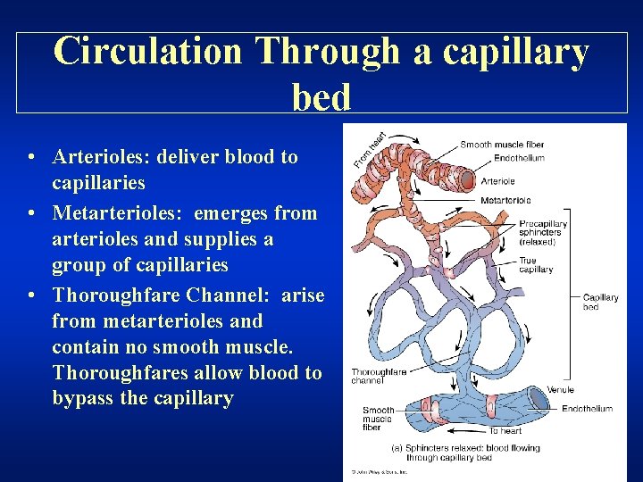 Circulation Through a capillary bed • Arterioles: deliver blood to capillaries • Metarterioles: emerges