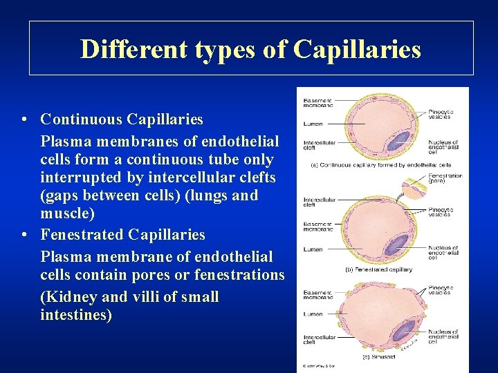 Different types of Capillaries • Continuous Capillaries Plasma membranes of endothelial cells form a