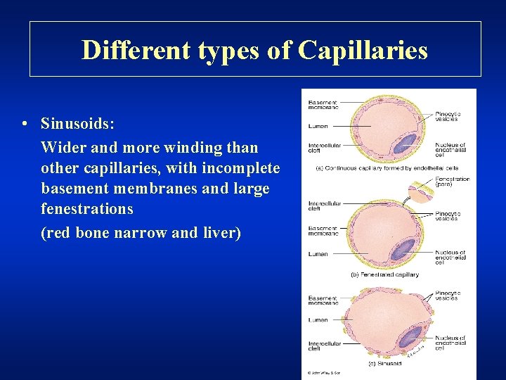 Different types of Capillaries • Sinusoids: Wider and more winding than other capillaries, with