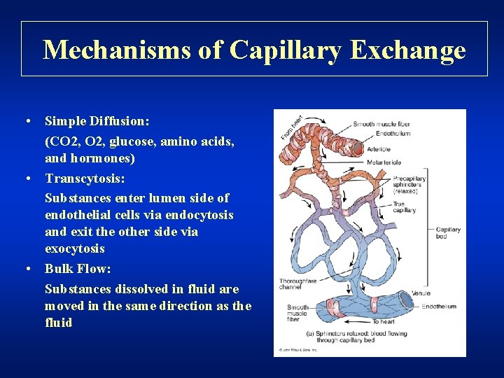 Mechanisms of Capillary Exchange • Simple Diffusion: (CO 2, glucose, amino acids, and hormones)