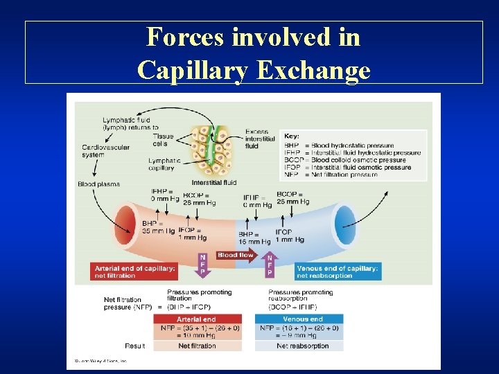 Forces involved in Capillary Exchange 