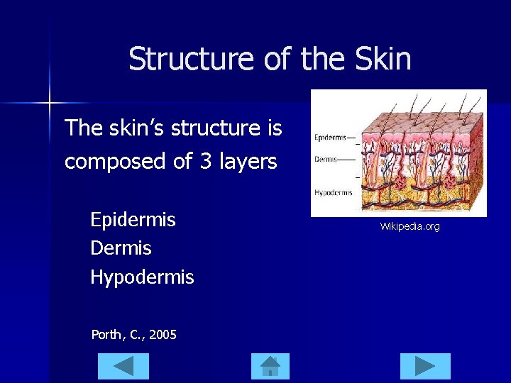 Structure of the Skin The skin’s structure is composed of 3 layers Epidermis Dermis