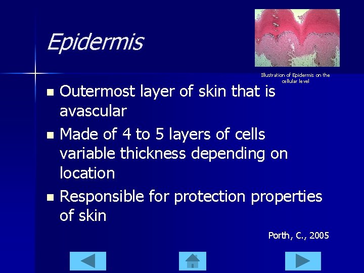 Epidermis Illustration of Epidermis on the cellular level Outermost layer of skin that is